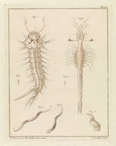 Stechmücke, Slabbers Trompetoog und ein Wurm
