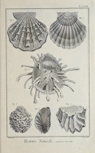 Illustration aus 
