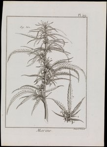 Marineschema von Blumen, ca. 1810 von Robert Benard