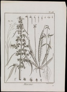 Marineschema von Blumen, ca. 1810 von Robert Benard