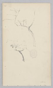 Baum