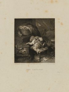Die Katzenpfote