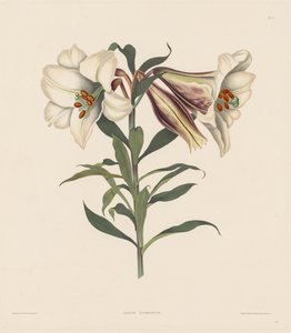 Eine Auswahl von Hexandrian-Pflanzen, die zur natürlichen Ordnung der Amaryllidae gehören..., 1831-1832