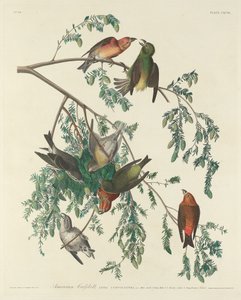 Amerikanischer Kreuzschnabel, 1834
