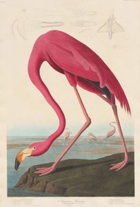 Amerikanischer Flamingo, 1838