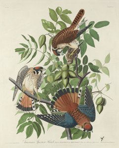 Amerikanischer Sperber von Robert Havell