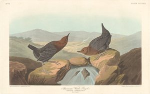 Amerikanische Wasseramsel, 1837