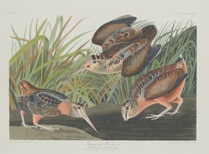 Amerikanische Waldschnepfe, 1835