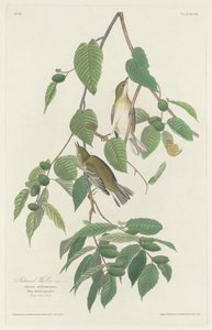 Herbstlaubsänger, 1830