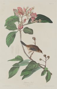 Bachmans Fink von Robert Havell