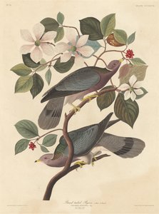 Bandtaube, 1837