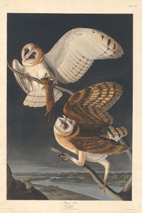 Schleiereule, 1833
