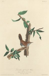 Bewicks Langschwanz-Zaunkönig, 1827 von Robert Havell