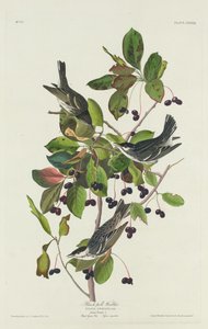 Schwarzkehl-Waldsänger, 1832