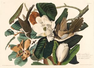 Schwarzschnabelkuckuck von Robert Havell