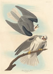 Schwarzflügeliger Falke, 1837 von Robert Havell