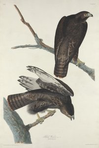 Schwarzer Krieger, 1830 von Robert Havell