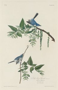 Blaugrauer Schnäpper, 1830 von Robert Havell