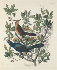 Bootsschwanz-Grackel, 1834