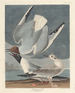 Bonapartemöwe (1836) von Robert Havell