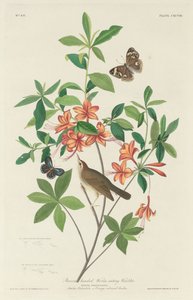 Braunköpfiger Wurmfresser, 1834