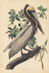 Brauner Pelikan, 1835