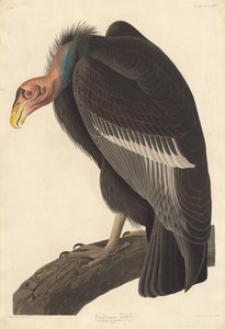 Kalifornischer Geier, 1838 von Robert Havell