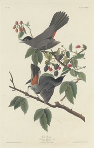 Katzenvogel, 1832