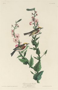 Kastanienseitiger Waldsänger, 1829
