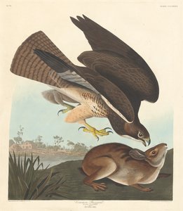 Mäusebussard, 1837