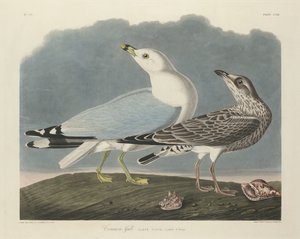 Möwe, 1834