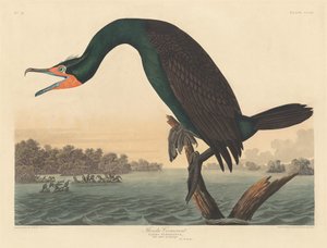 Florida-Kormoran, 1835