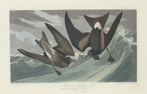 Gabelschwanz-Sturmtaucher, 1835 von Robert Havell