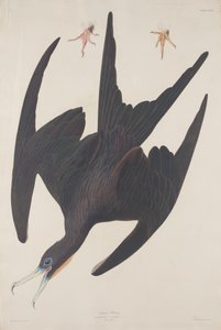 Fregatte Pelikan von Robert Havell