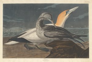 Basstölpel, 1836 von Robert Havell