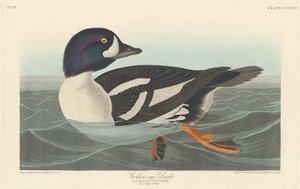 Schellente von Robert Havell