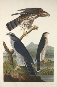 Habicht und Stanley-Habicht, 1832 von Robert Havell