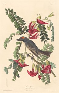Grauer Tyrann von Robert Havell