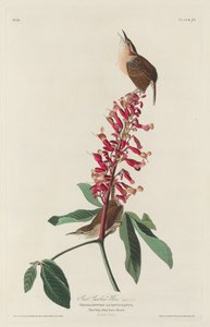 Großer Carolina-Zaunkönig, 1830