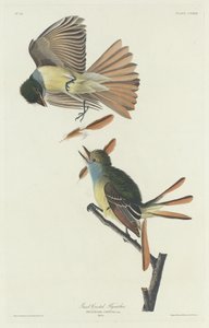 Großer Kappenschnäpper von Robert Havell