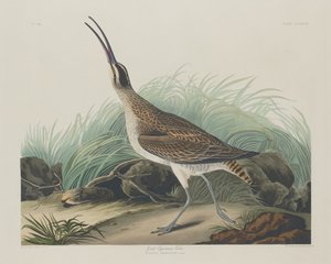 Großer Eskimobrachvogel