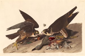 Großfüßiger Falke, 1827