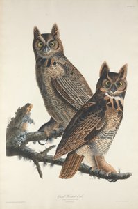Virginia-Uhu, 1829
