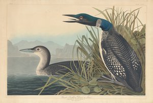 Eistaucher oder Seetaucher, 1836
