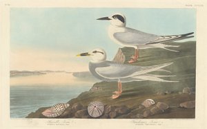 Havells Seeschwalbe und Trudeaus Seeschwalbe, 1838