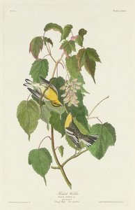 Hemlock-Waldsänger, 1832