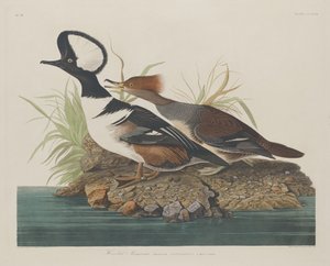 Kappensäger, 1834