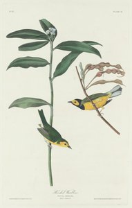 Kapuzensänger, 1831