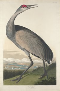 Kranich, 1835