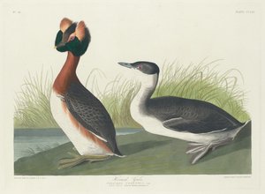 Horntaucher